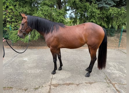 American Quarter Horse, Mare, 3 years, 14.2 hh, Brown