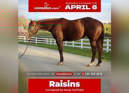 American Quarter Horse, Mare, 3 years, 14.2 hh, Grey