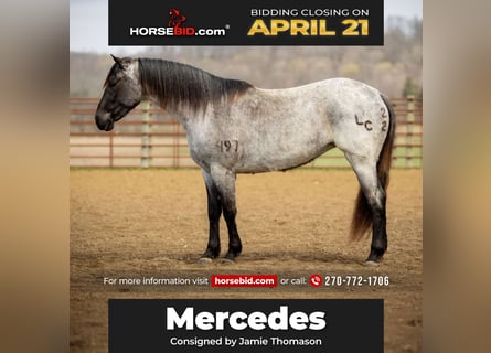 American Quarter Horse, Mare, 3 years, 14.2 hh, Roan-Blue