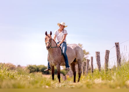 American Quarter Horse, Mare, 3 years, 14.2 hh, Roan-Red