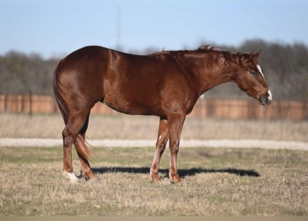 American Quarter Horse, Mare, 3 years, 14,2 hh, Sorrel