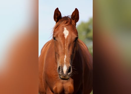 American Quarter Horse, Mare, 3 years, 14.3 hh, Chestnut