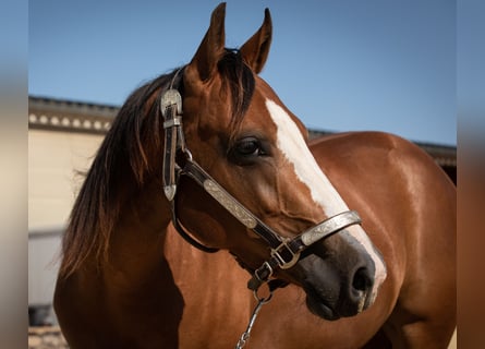 American Quarter Horse, Mare, 3 years, 14.3 hh