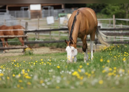 American Quarter Horse, Mare, 3 years, 14 hh, Buckskin