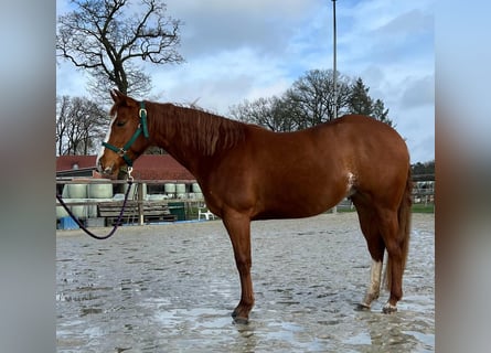 American Quarter Horse, Mare, 3 years, 14 hh, Chestnut-Red