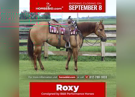 American Quarter Horse, Mare, 3 years, 14 hh, Red Dun