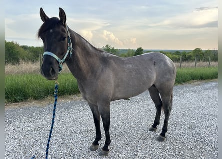 American Quarter Horse, Mare, 3 years, 14 hh, Roan-Blue