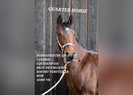 American Quarter Horse, Mare, 3 years, 14,1 hh, Brown
