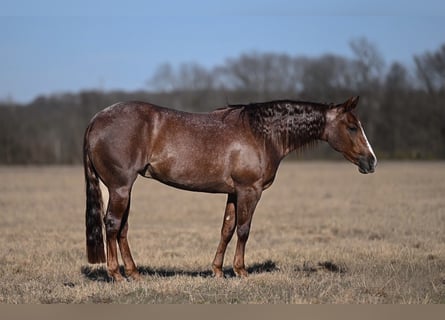 American Quarter Horse, Mare, 3 years, 14,1 hh, Roan-Red