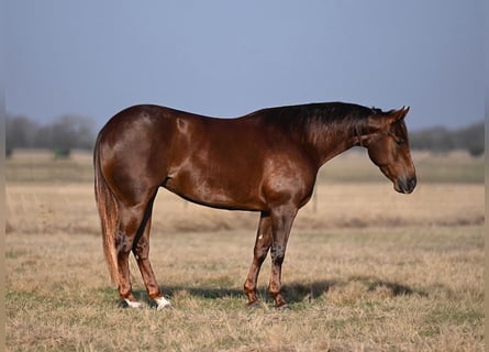 American Quarter Horse, Mare, 3 years, 14,1 hh, Sorrel