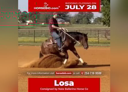 American Quarter Horse, Mare, 3 years, 14,2 hh, Bay