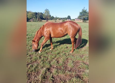 American Quarter Horse, Mare, 3 years, 14,2 hh, Chestnut-Red