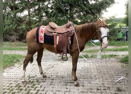 American Quarter Horse, Mare, 3 years, 14,2 hh, Chestnut