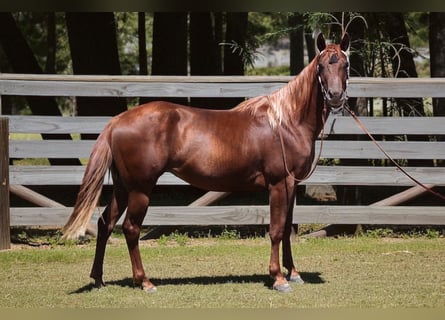 American Quarter Horse, Mare, 3 years, 14,2 hh, Chestnut