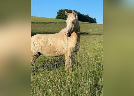 American Quarter Horse, Mare, 3 years, 14,2 hh, Dunalino