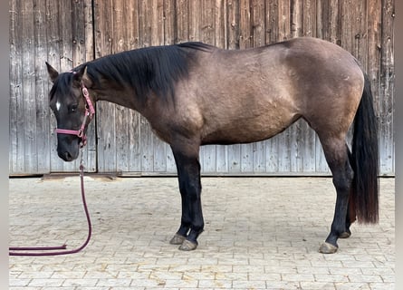 American Quarter Horse, Mare, 3 years, 14,2 hh, Grullo