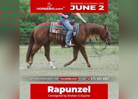 American Quarter Horse, Mare, 3 years, 14,3 hh, Sorrel