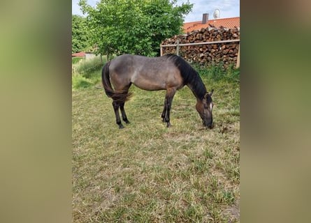 American Quarter Horse, Mare, 3 years, 15.1 hh, Grullo