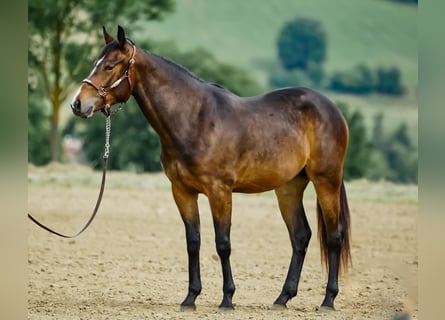 American Quarter Horse, Mare, 3 years, 15 hh, Bay-Dark