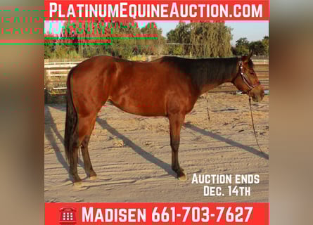 American Quarter Horse, Mare, 3 years, 15 hh, Bay