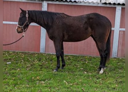 American Quarter Horse, Mare, 3 years, 15 hh, Brown