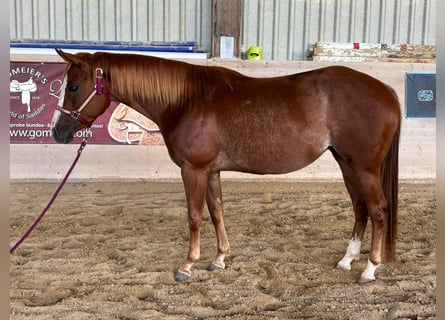 American Quarter Horse, Mare, 3 years, 15 hh, Chestnut-Red