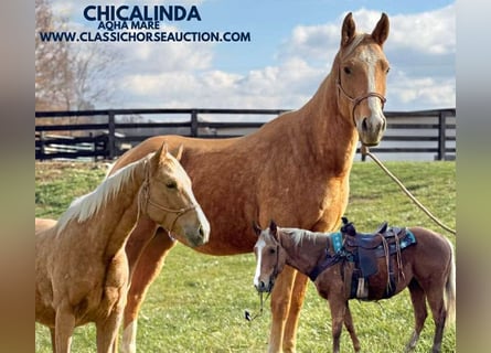 American Quarter Horse, Mare, 3 years, 15 hh, Palomino