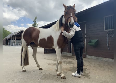 American Quarter Horse, Mare, 3 years, 15,1 hh, Tobiano-all-colors