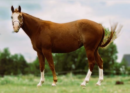 American Quarter Horse, Mare, 3 years, 15,2 hh, Chestnut-Red