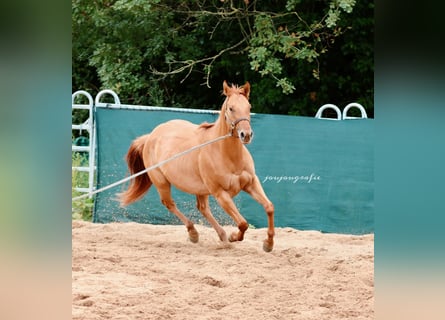 American Quarter Horse, Mare, 3 years, 15,2 hh
