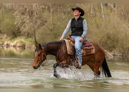 American Quarter Horse, Mare, 3 years, Bay-Dark