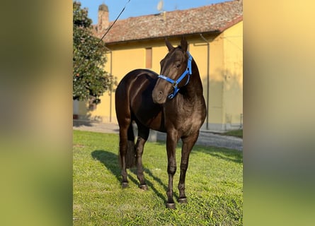 American Quarter Horse, Mare, 3 years, Black