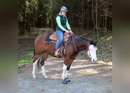 American Quarter Horse, Mare, 3 years, Brown