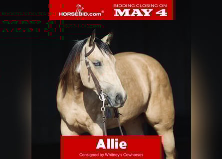 American Quarter Horse, Mare, 3 years, Buckskin