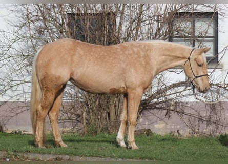 American Quarter Horse, Mare, 3 years, Palomino