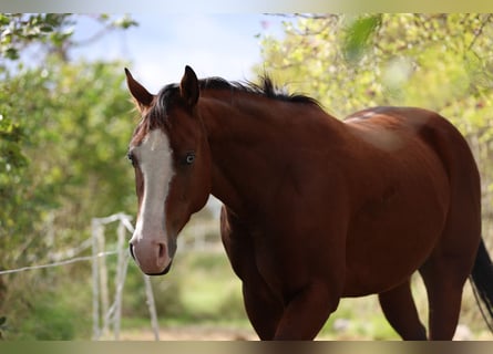 American Quarter Horse, Mare, 3 years