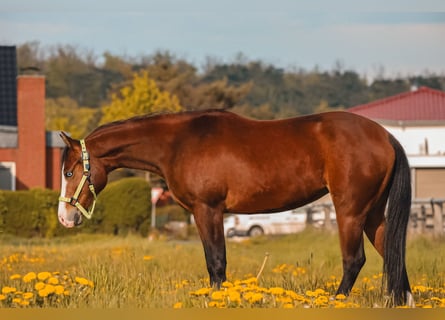 American Quarter Horse, Mare, 3 years