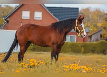 American Quarter Horse, Mare, 3 years