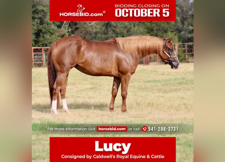 American Quarter Horse, Mare, 3 years, Sorrel