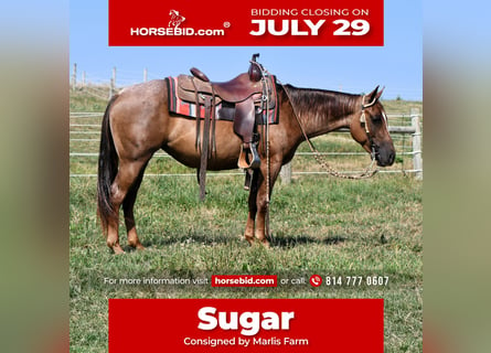 American Quarter Horse, Mare, 4 years, 13.3 hh, Roan-Red