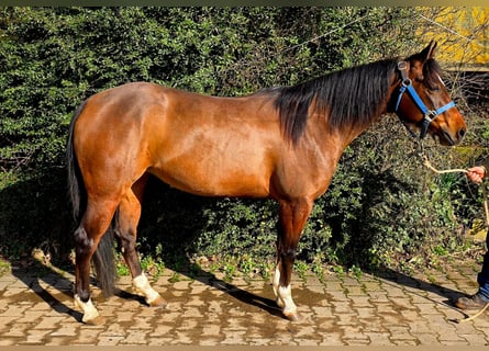 American Quarter Horse, Mare, 4 years, 14.1 hh, Brown