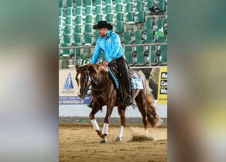 American Quarter Horse, Stute, 4 Jahre, 14,1 hh, Dunkelfuchs