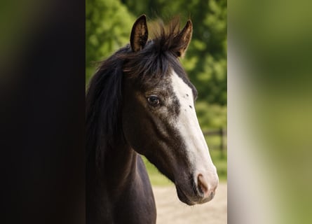 American Quarter Horse, Mare, 4 years, 14.1 hh