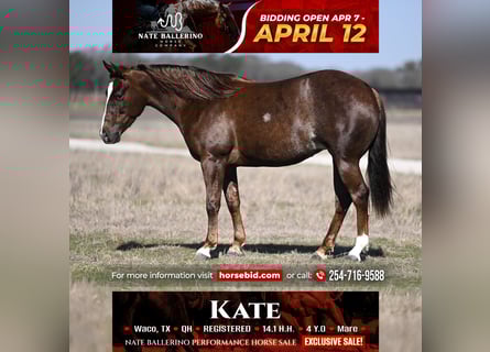 American Quarter Horse, Mare, 4 years, 14.1 hh, Sorrel