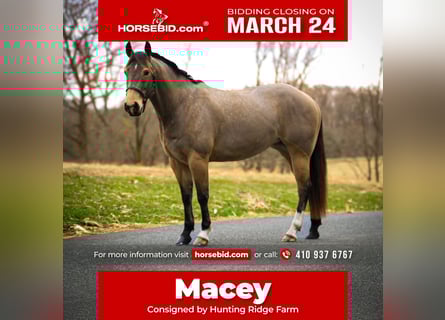 American Quarter Horse, Mare, 4 years, 14.2 hh, Buckskin