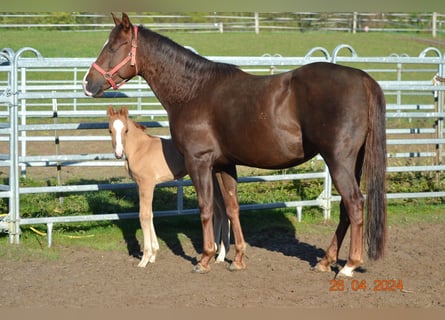 American Quarter Horse, Stute, 4 Jahre, 14,2 hh, Dunkelfuchs