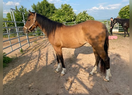 American Quarter Horse, Mare, 4 years, 14.2 hh, Dun
