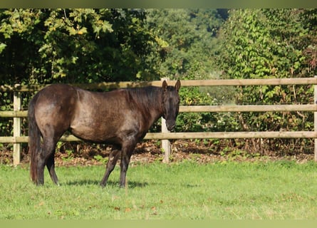 American Quarter Horse, Mare, 4 years, 14.2 hh, Grullo