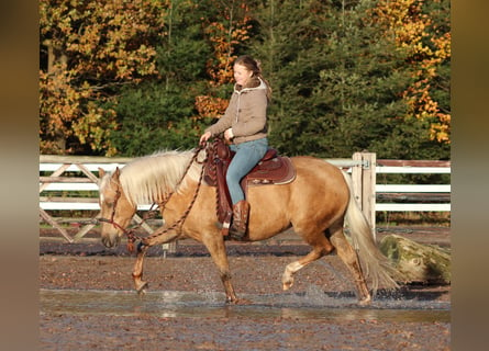 American Quarter Horse Mix, Mare, 4 years, 14,2 hh, Palomino