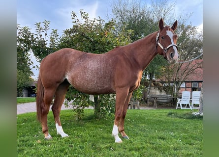 American Quarter Horse, Mare, 4 years, 14,2 hh, Roan-Red